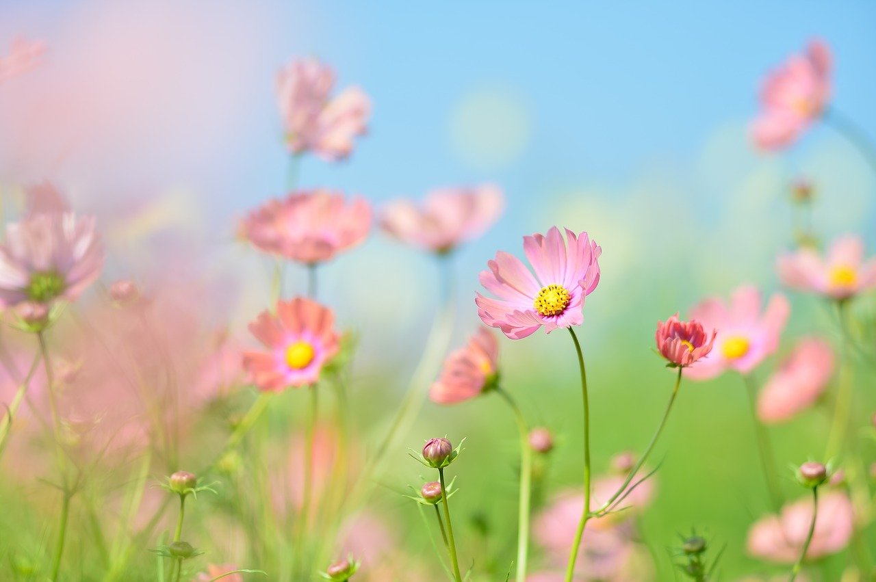 一輪挿し用の花はどこで買う おすすめの種類や買い方を紹介