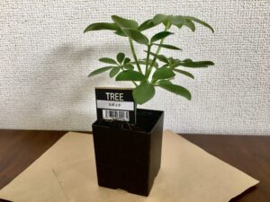 100均観葉植物の育てやすいおすすめ種類まとめ 植え替え方法もご紹介