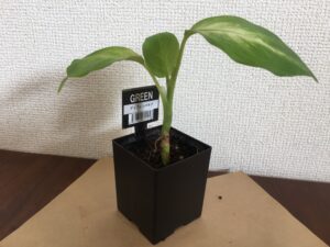 100均観葉植物は育てやすいものがおすすめ 育て方や飾り方も