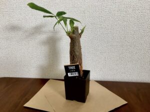 100均観葉植物は育てやすいものがおすすめ 育て方や飾り方も