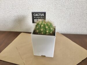 100均観葉植物は育てやすいものがおすすめ 育て方や飾り方も