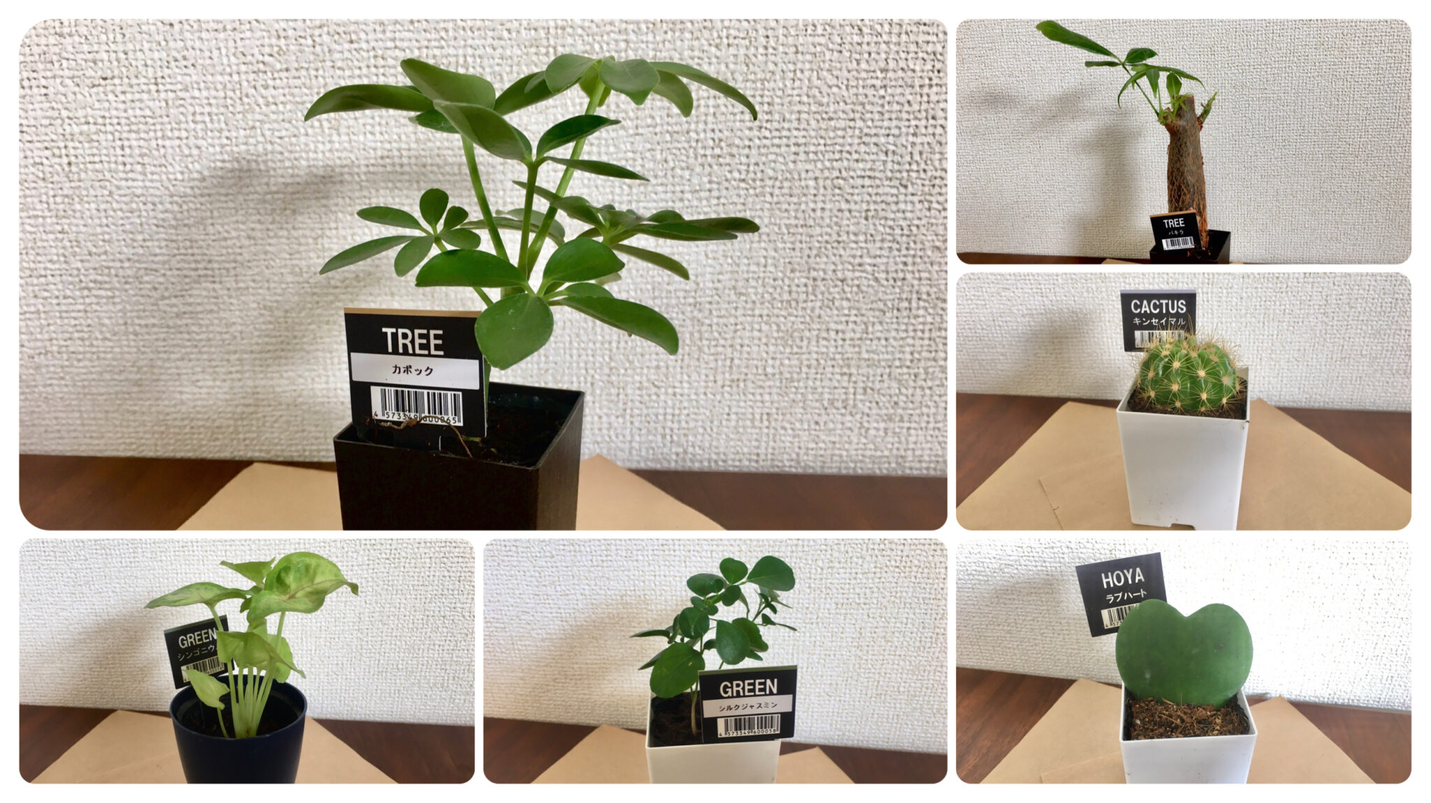 100均観葉植物の育てやすいおすすめ種類まとめ!!植え替え方法もご紹介!