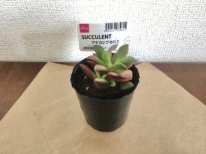 100均観葉植物は育てやすいものがおすすめ 育て方や飾り方も