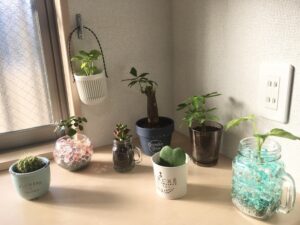 100均観葉植物の育てやすいおすすめ種類まとめ 植え替え方法もご紹介