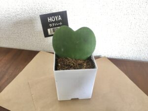 100均観葉植物は育てやすいものがおすすめ 育て方や飾り方も