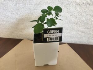 100均観葉植物は育てやすいものがおすすめ 育て方や飾り方も