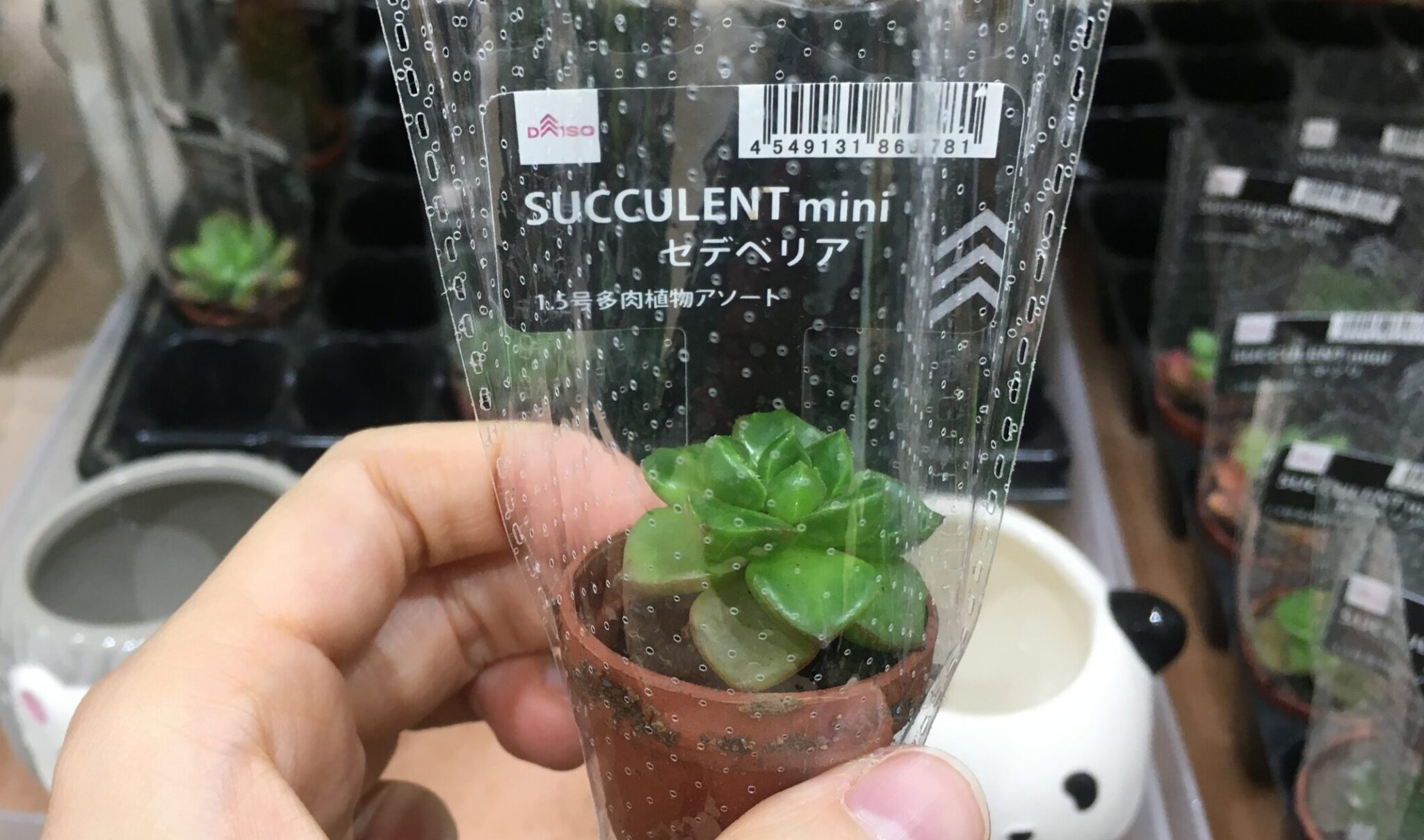 100均観葉植物の育てやすいおすすめ種類まとめ!!植え替え方法もご紹介! 100均観葉植物の育てやすいおすすめ種類まとめ!!植え替え方法もご紹介!