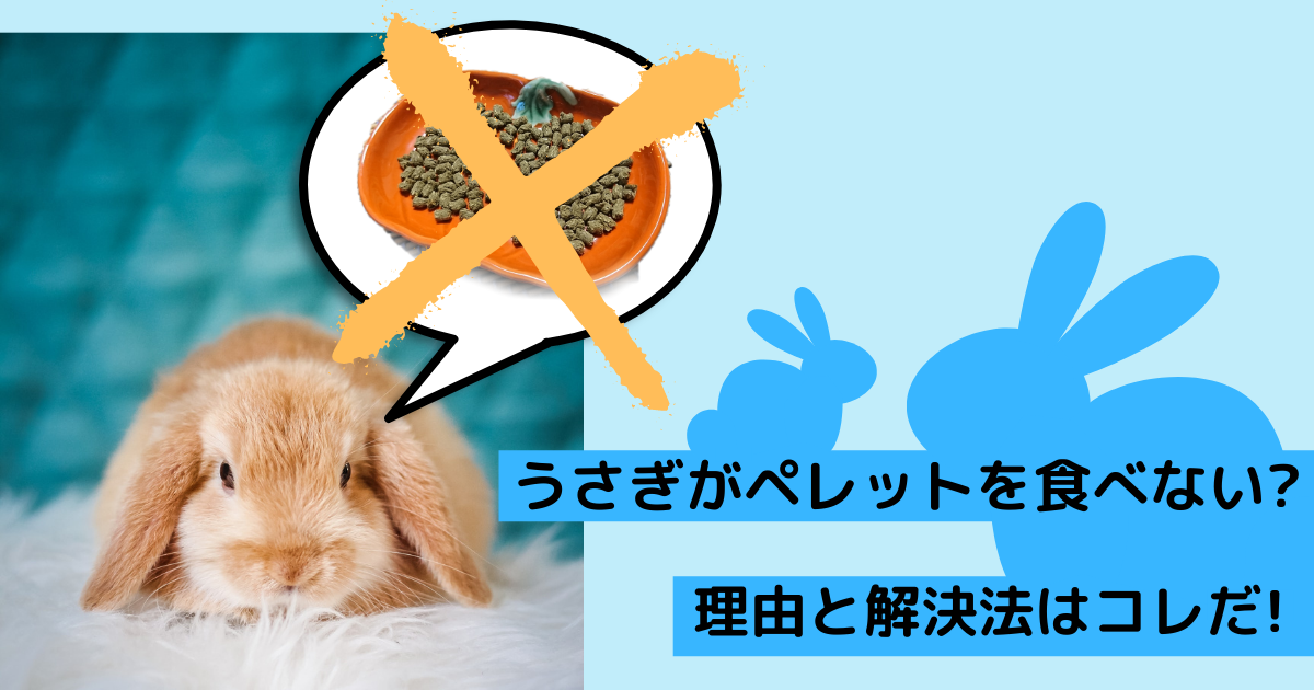 うさぎがペレットを食べない原因は 対策とおすすめペレットも大公開