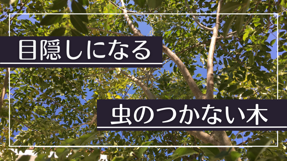 目隠し木には虫がつかない木を植えよう 選び方とおすすめ樹木を紹介