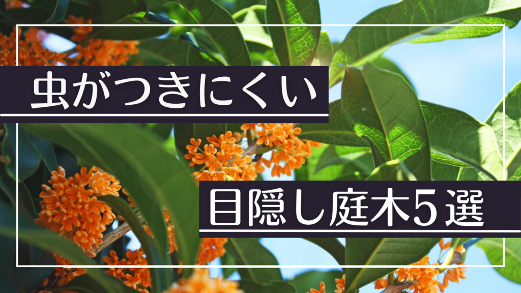 目隠し木には虫がつかない木を植えよう 選び方とおすすめ樹木を紹介