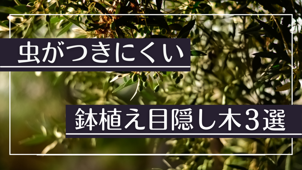 目隠し木には虫がつかない木を植えよう 選び方とおすすめ樹木を紹介