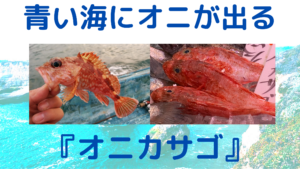 カサゴに似た魚を釣った時の見分け方 釣る時は毒を持つ魚に要注意