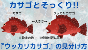 カサゴに似た魚を釣った時の見分け方 釣る時は毒を持つ魚に要注意