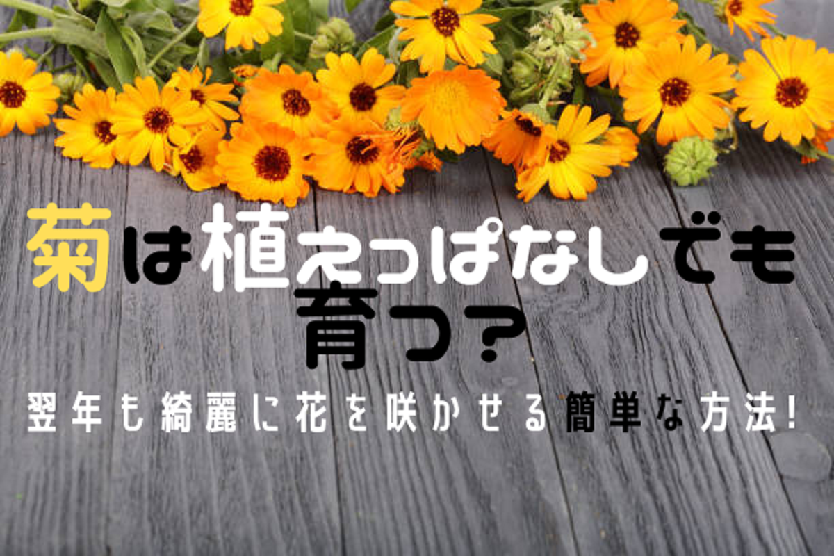 菊は植えっぱなしでも育つ 毎年綺麗な花を咲かせる簡単な方法