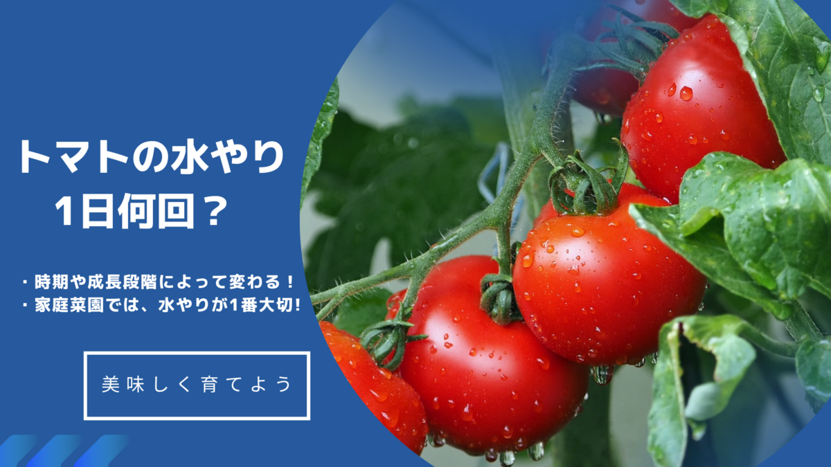 トマトの水やりは1日何回 基本は朝1回でok 適した水やり方法も紹介