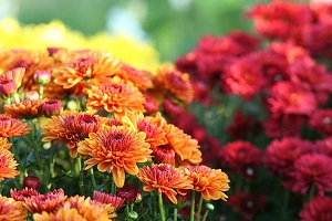 菊は植えっぱなしでも育つ 毎年綺麗な花を咲かせる簡単な方法