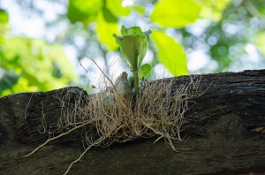 菊は植えっぱなしでも育つ 毎年綺麗な花を咲かせる簡単な方法