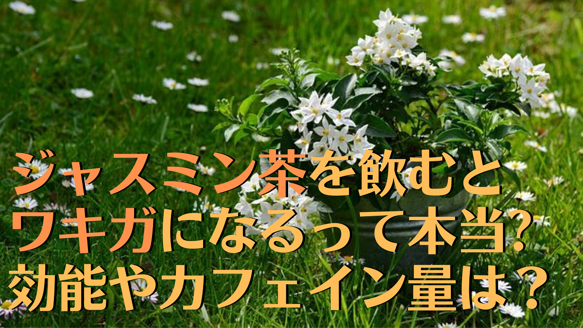 ジャスミン茶を飲むとワキガになるって本当 効能やカフェイン量は