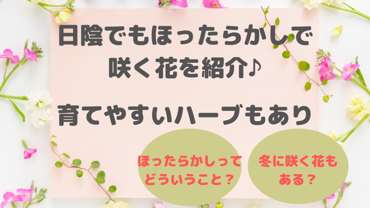 日陰でもほったらかしで毎年咲く花を紹介 育てやすいハーブもあり